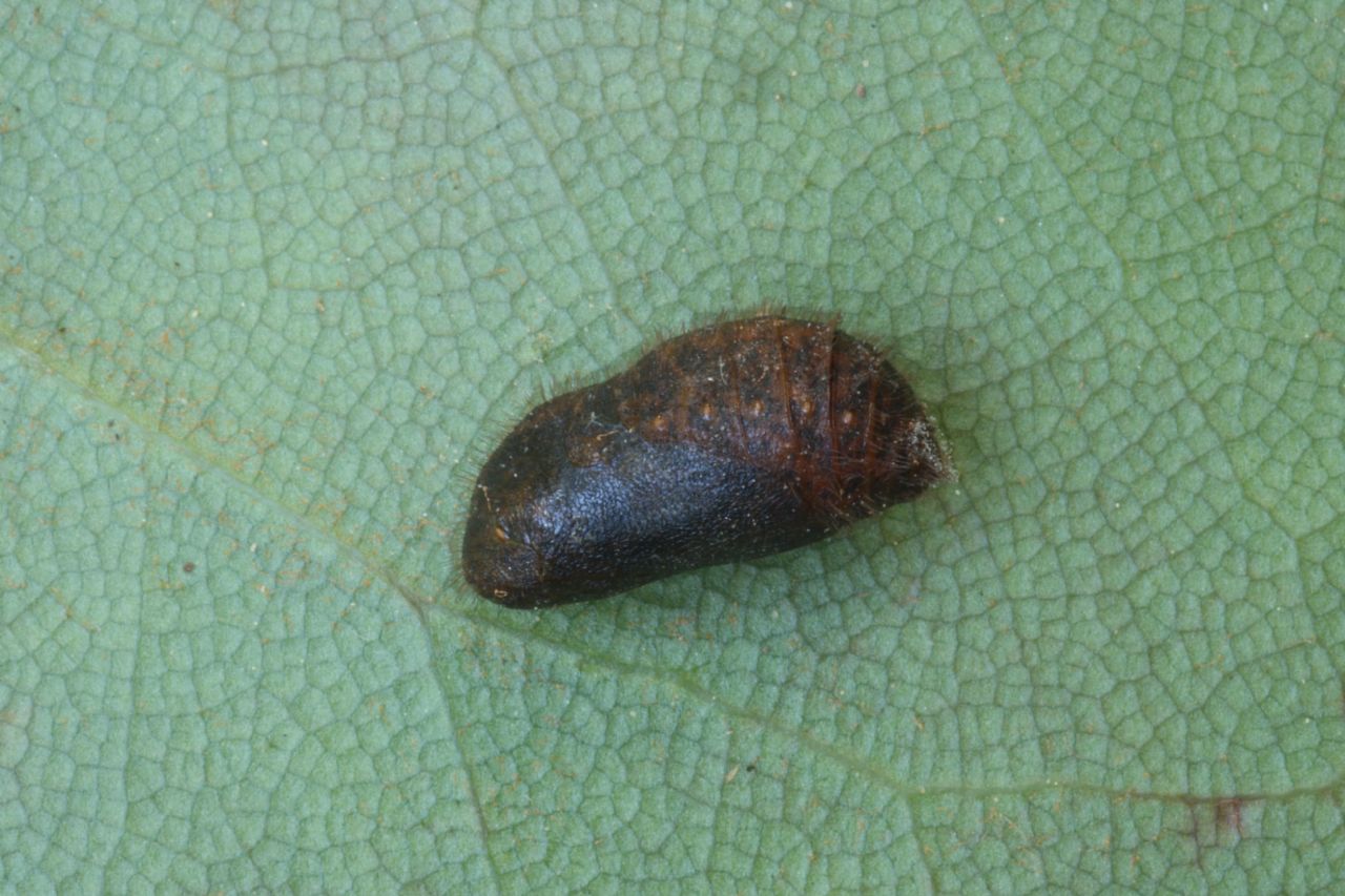 identificazione bruco: Callophrys rubi (Lycaenidae)